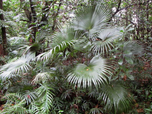 Livistona chinensis
