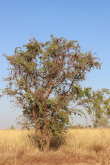 Lysiphyllum cunninghamii