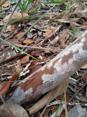 Myrcia tomentosa