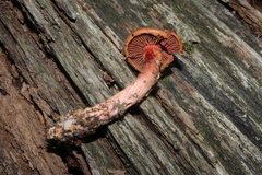 Cortinarius marylandensis