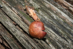 Cortinarius marylandensis