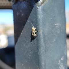 Salticus scenicus