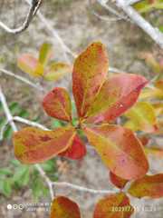 Myrcia tomentosa