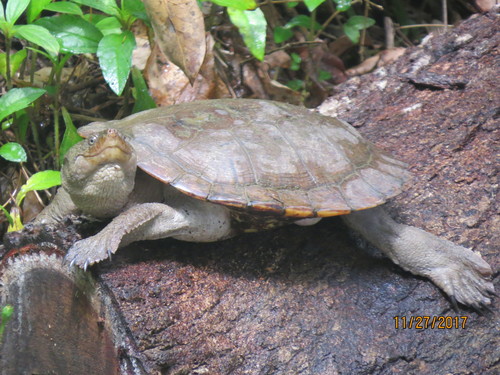 Myuchelys latisternum