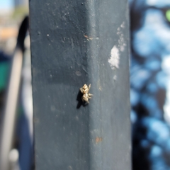 Salticus scenicus