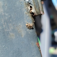Salticus scenicus