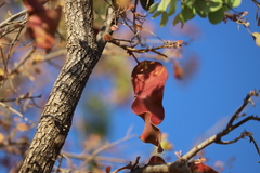 Lysiphyllum cunninghamii