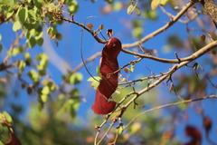 Lysiphyllum cunninghamii