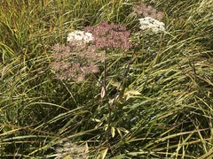 Angelica genuflexa