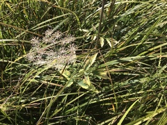 Angelica genuflexa
