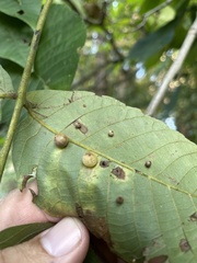 Caryomyia glauciglobus