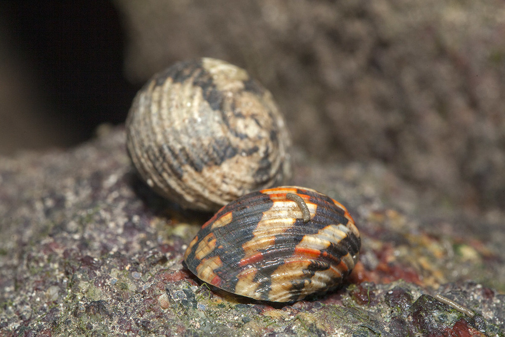 Chamaeleon Nerite