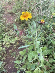 Tridax trilobata