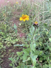 Tridax trilobata