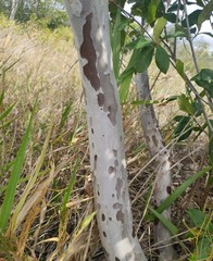 Myrcia tomentosa