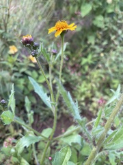 Tridax trilobata