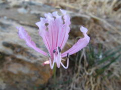 Nerine humilis