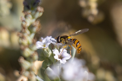 Sphaerophoria pyrrhina