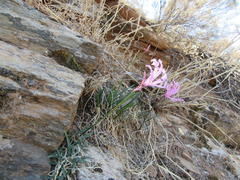 Nerine humilis