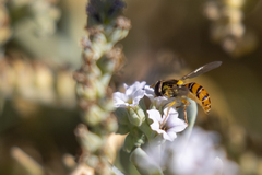 Sphaerophoria pyrrhina