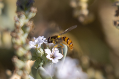 Sphaerophoria pyrrhina