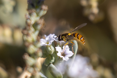 Sphaerophoria pyrrhina