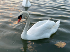 Cygnus olor