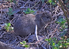 Galea musteloides