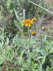 Tridax trilobata