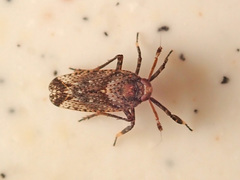 Asiraca
