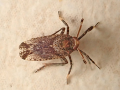 Asiraca
