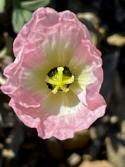 Papaver alboroseum