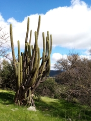 Trichocereus chiloensis