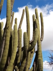 Trichocereus chiloensis