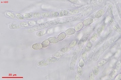 Pseudocosmospora