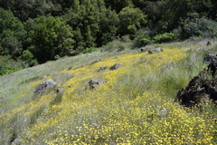 Layia gaillardioides