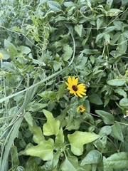 Helianthus debilis image