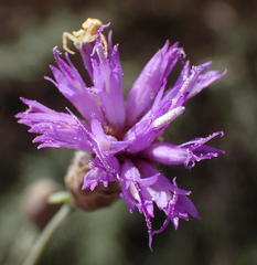 Oocephala staehelinoides