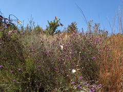 Oocephala staehelinoides