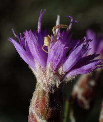 Oocephala staehelinoides