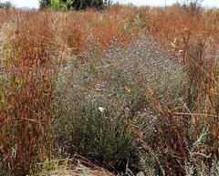 Oocephala staehelinoides