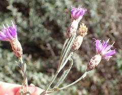 Oocephala staehelinoides