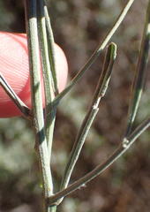 Oocephala staehelinoides