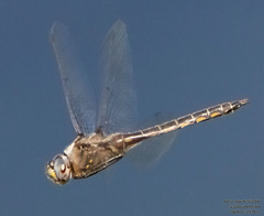 Epitheca petechialis