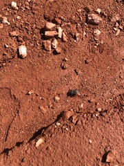 Philolithus sordidus