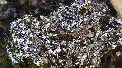 Cladonia symphycarpa