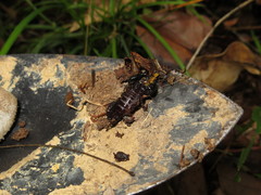 Broteochactas nitidus