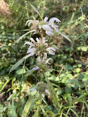 Monarda pectinata