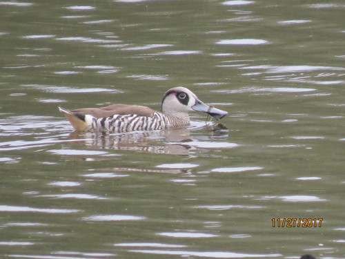 Malacorhynchus membranaceus
