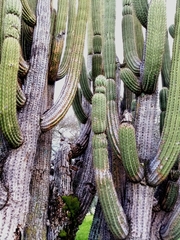 Trichocereus chiloensis